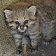 Illustration for article titled ZOMG BABY PAMPAS CATS!!!